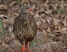 Scaly Spurfowl