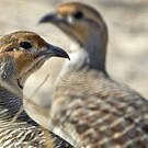 Francolin gris