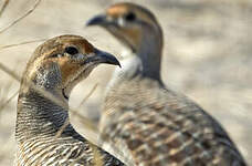 Francolin gris