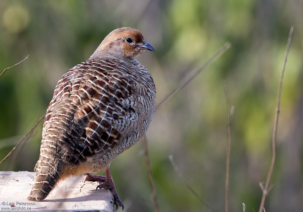 Grey Francolin