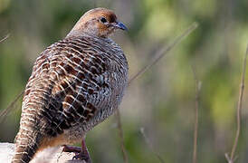 Grey Francolin