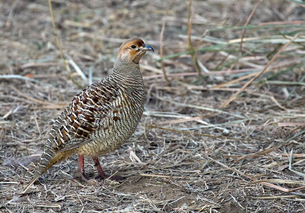 Grey Francolin