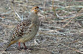 Francolin gris