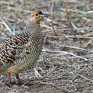 Francolin gris