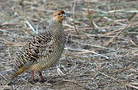 Grey Francolin