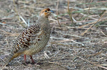 Francolin gris