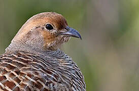 Grey Francolin