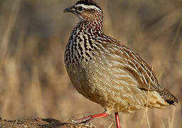 Francolin huppé