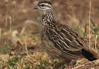 Francolin huppé