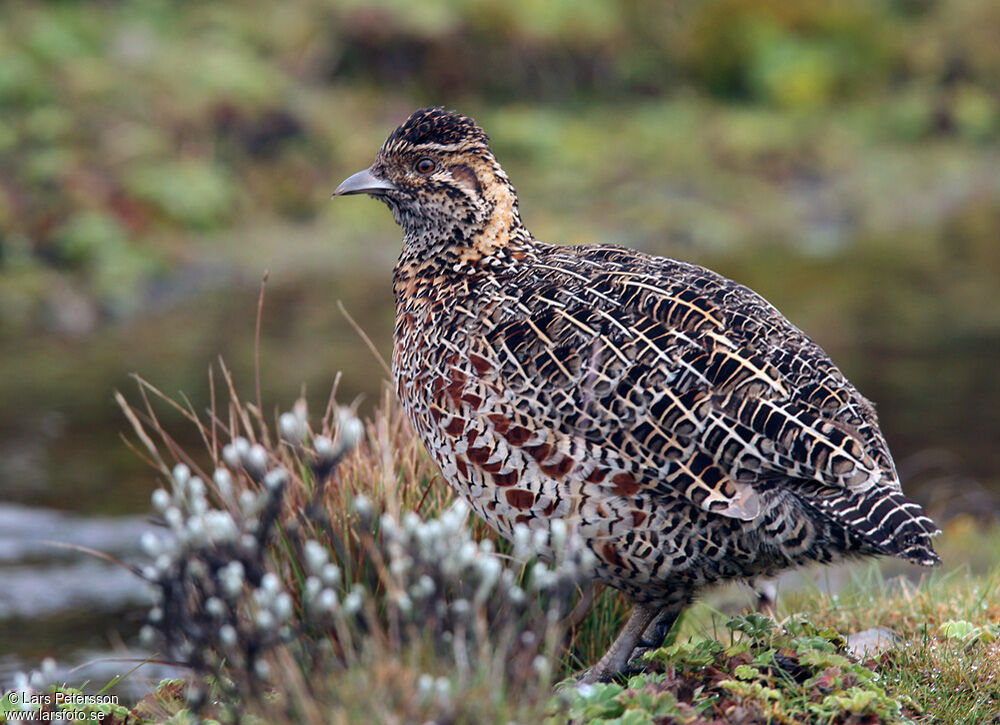 Moorland Francolin