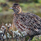 Francolin montagnard