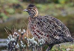 Moorland Francolin