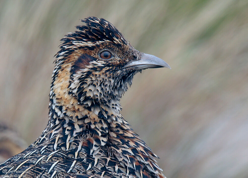 Moorland Francolin