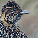 Francolin montagnard