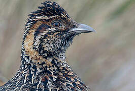 Moorland Francolin