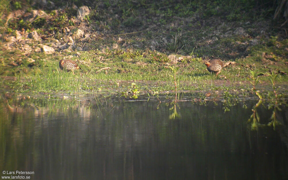 Swamp Francolin