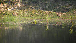 Francolin multiraie