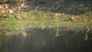 Swamp Francolin