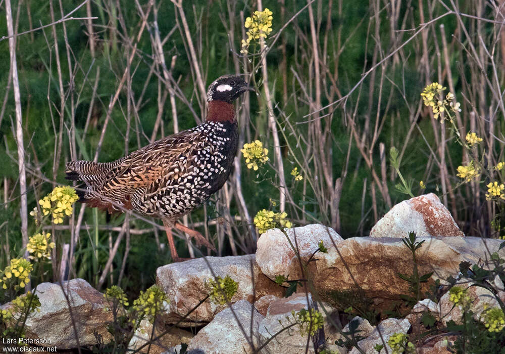 Black Francolin male adult, habitat, pigmentation