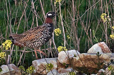 Francolin noir