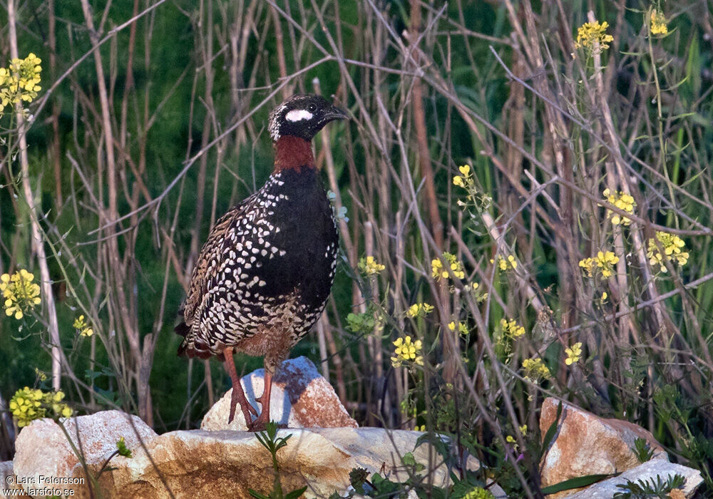 Francolin noir