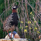 Francolin noir