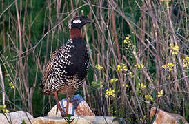 Black Francolin