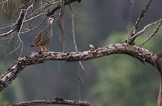 Francolin perlé