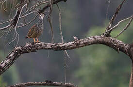 Chinese Francolin