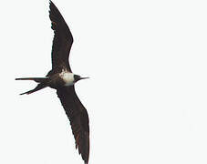 Lesser Frigatebird