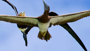 Great Frigatebird