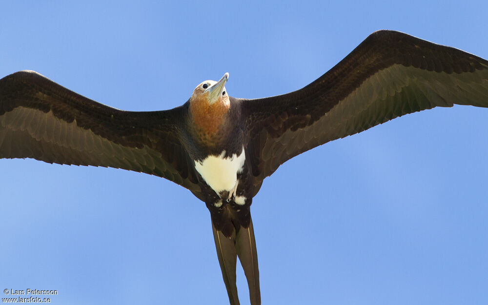 Great Frigatebird