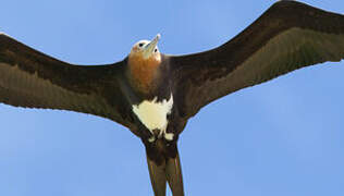 Great Frigatebird