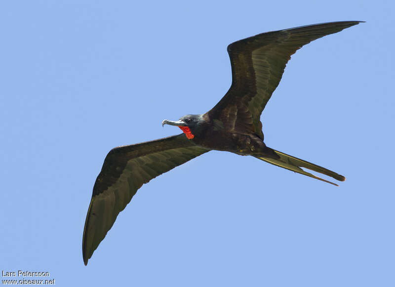 Great Frigatebird male adult breeding, Flight
