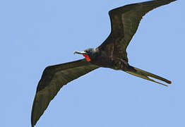 Great Frigatebird