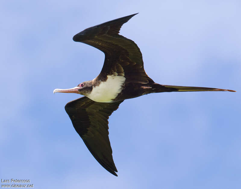 Great Frigatebird female adult breeding, Flight