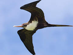 Great Frigatebird