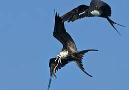 Magnificent Frigatebird