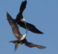 Magnificent Frigatebird