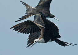 Magnificent Frigatebird