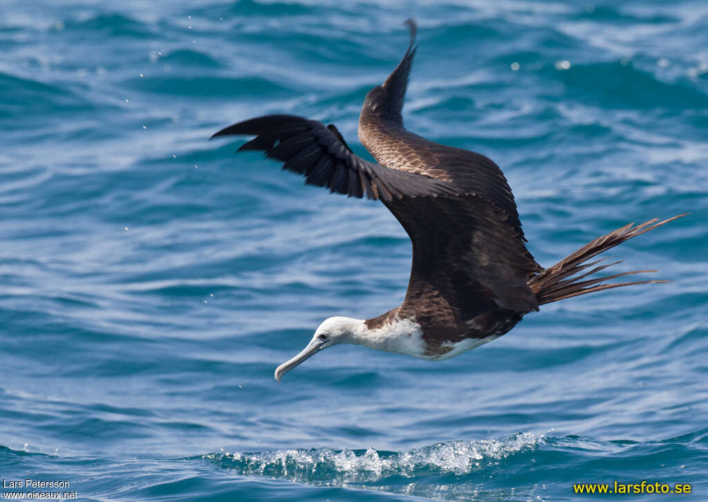 Frégate superbejuvénile, pêche/chasse