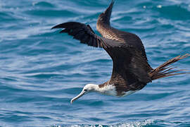 Magnificent Frigatebird