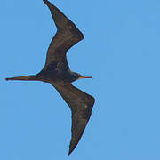 Magnificent Frigatebird