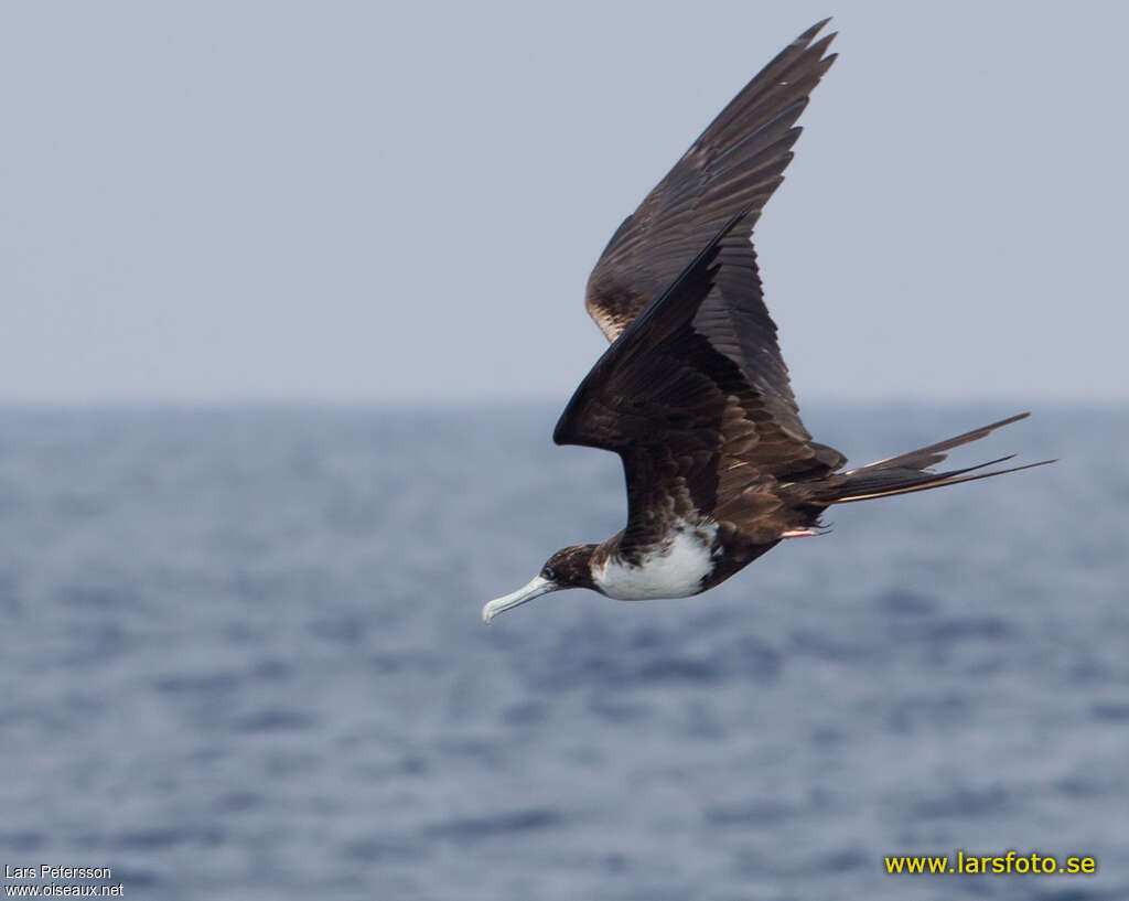 Magnificent Frigatebird female adult, Flight