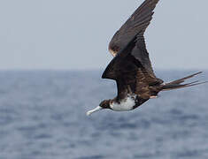 Magnificent Frigatebird