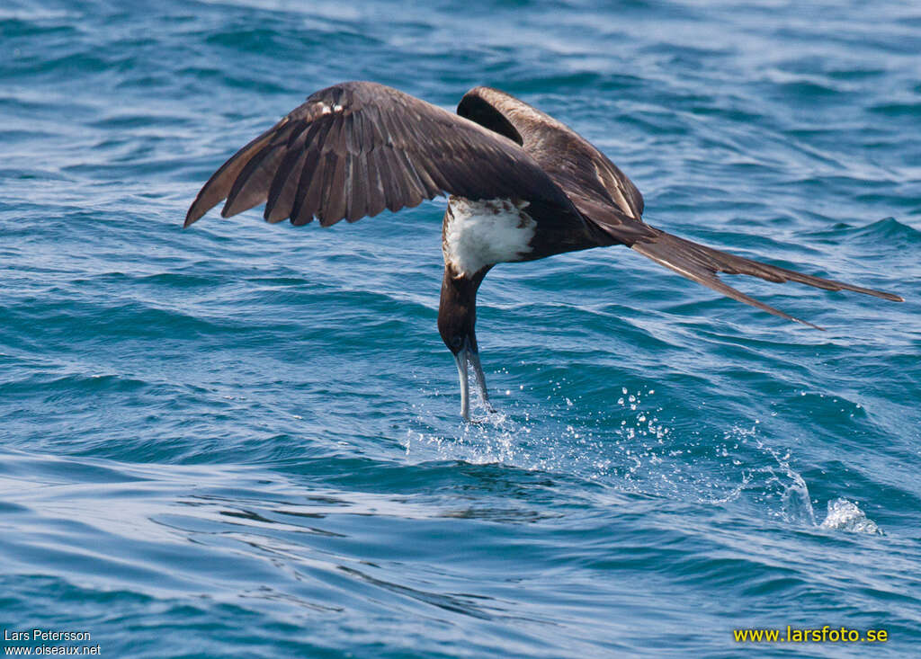 Magnificent Frigatebird female adult, fishing/hunting