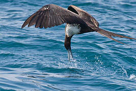 Magnificent Frigatebird