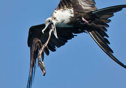 Magnificent Frigatebird