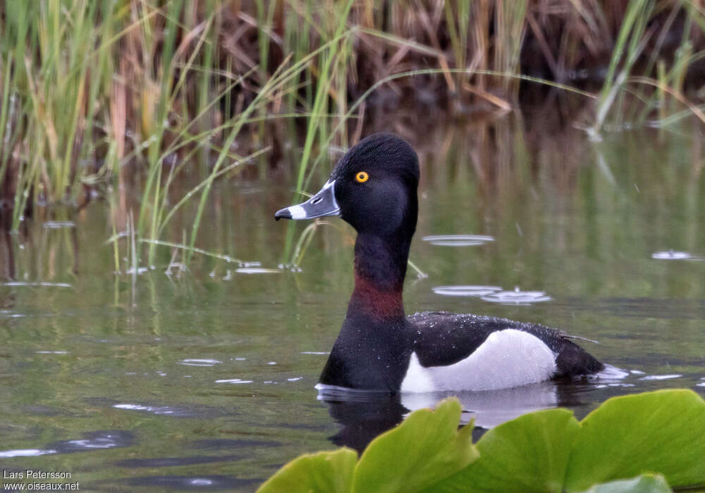 Ring-necked Duck male adult breeding, identification