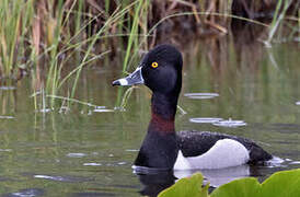 Ring-necked Duck